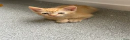 Mixed Breed cats for sale: Ginger short haired tabby kitten - Advert 3