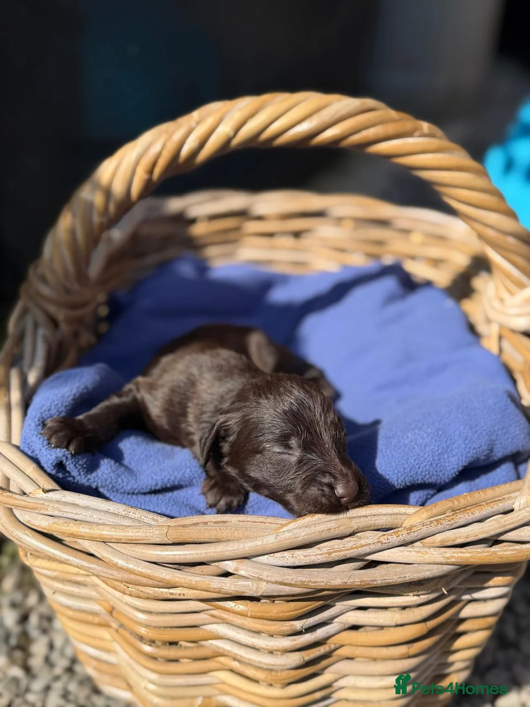 Flat coated Retriever dogs for sale: 1st Class ⭐️⭐️⭐️⭐️⭐️ Licensed - Advert 14