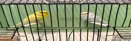 Budgerigars birds for sale: Breeding pair of budgies and one female budgie - Advert 8