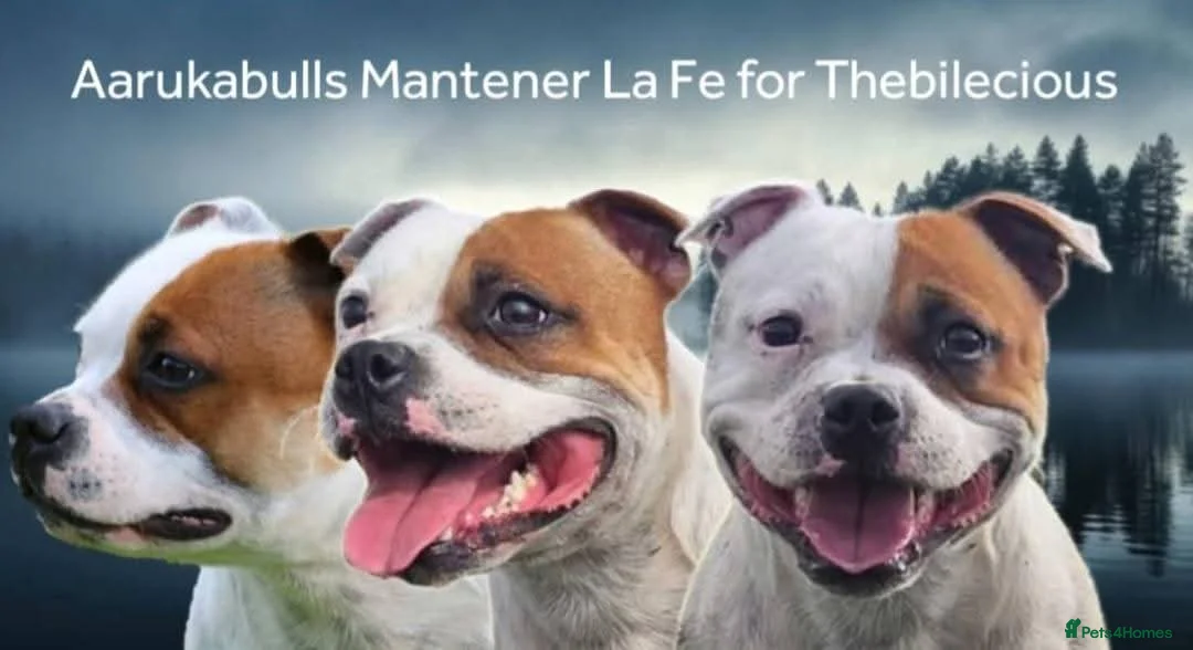 Staffordshire Bull Terrier dogs for stud: KC Registered Red Pied Stud  - Advert 1