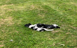 English Springer Spaniel dogs for sale: English Springer Spaniel Puppies for Sale - Image 19