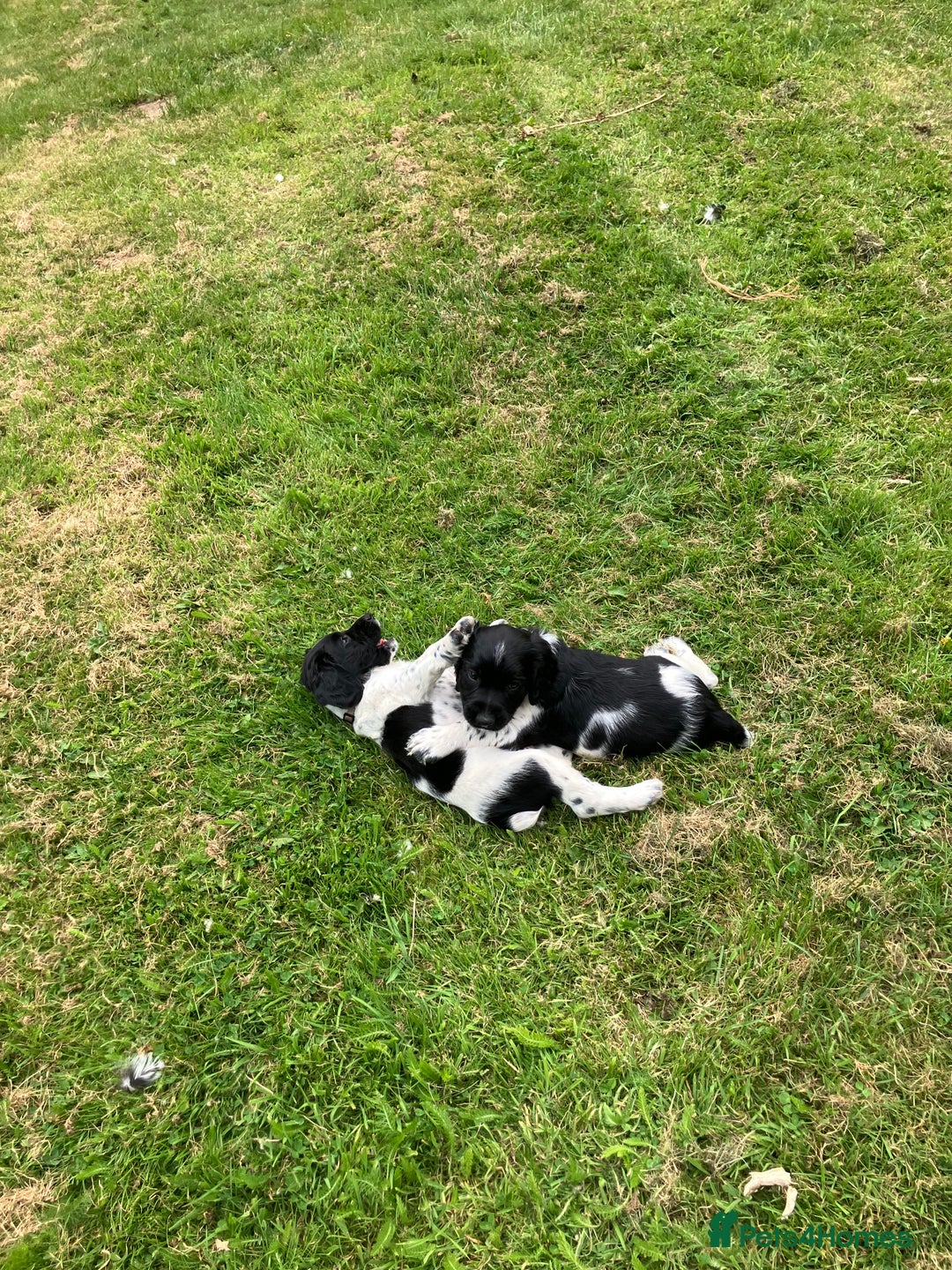 English Springer Spaniel dogs for sale: English Springer Spaniel Puppies for Sale - Image 19