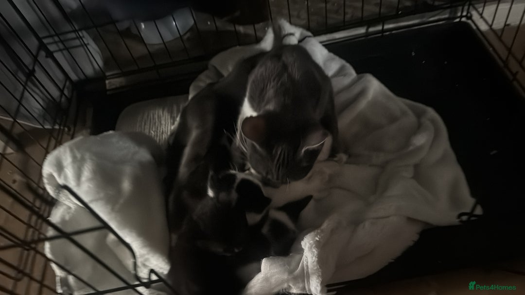 Mixed Breed cats for sale: 3 kittens looking for forever homes  - Image 12