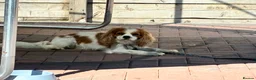 Cavalier King Charles Spaniel dogs for sale: Cavalier King Charles spaniel boy  - Advert 4