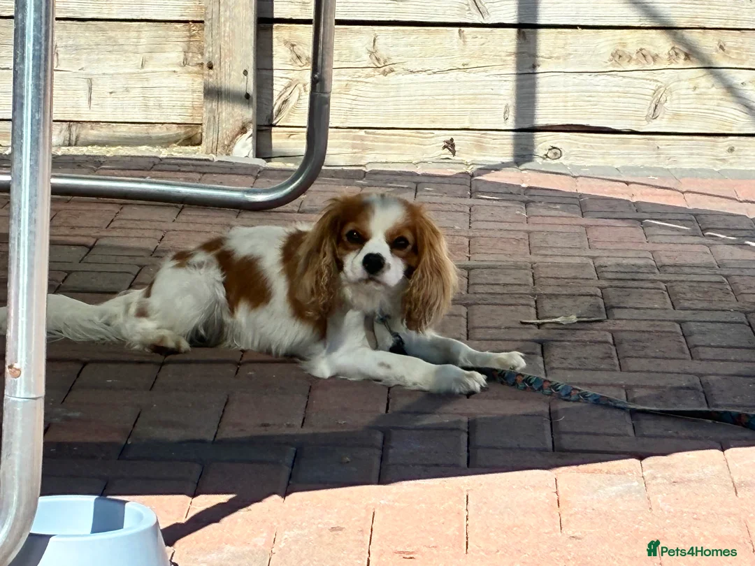 Cavalier King Charles Spaniel dogs for sale: Cavalier King Charles spaniel boy  - Advert 4