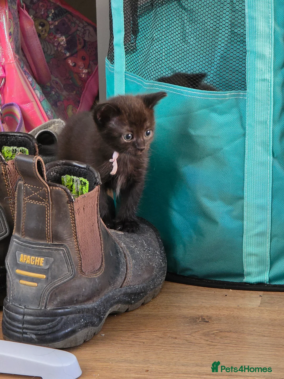 Mixed Breed cats for sale: All black kittens  in Preston - Advert 2
