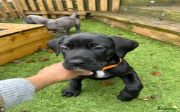 Mixed Breed dogs for sale: Cane corso/Great Dane puppies for sale ✨✨ - Image 24