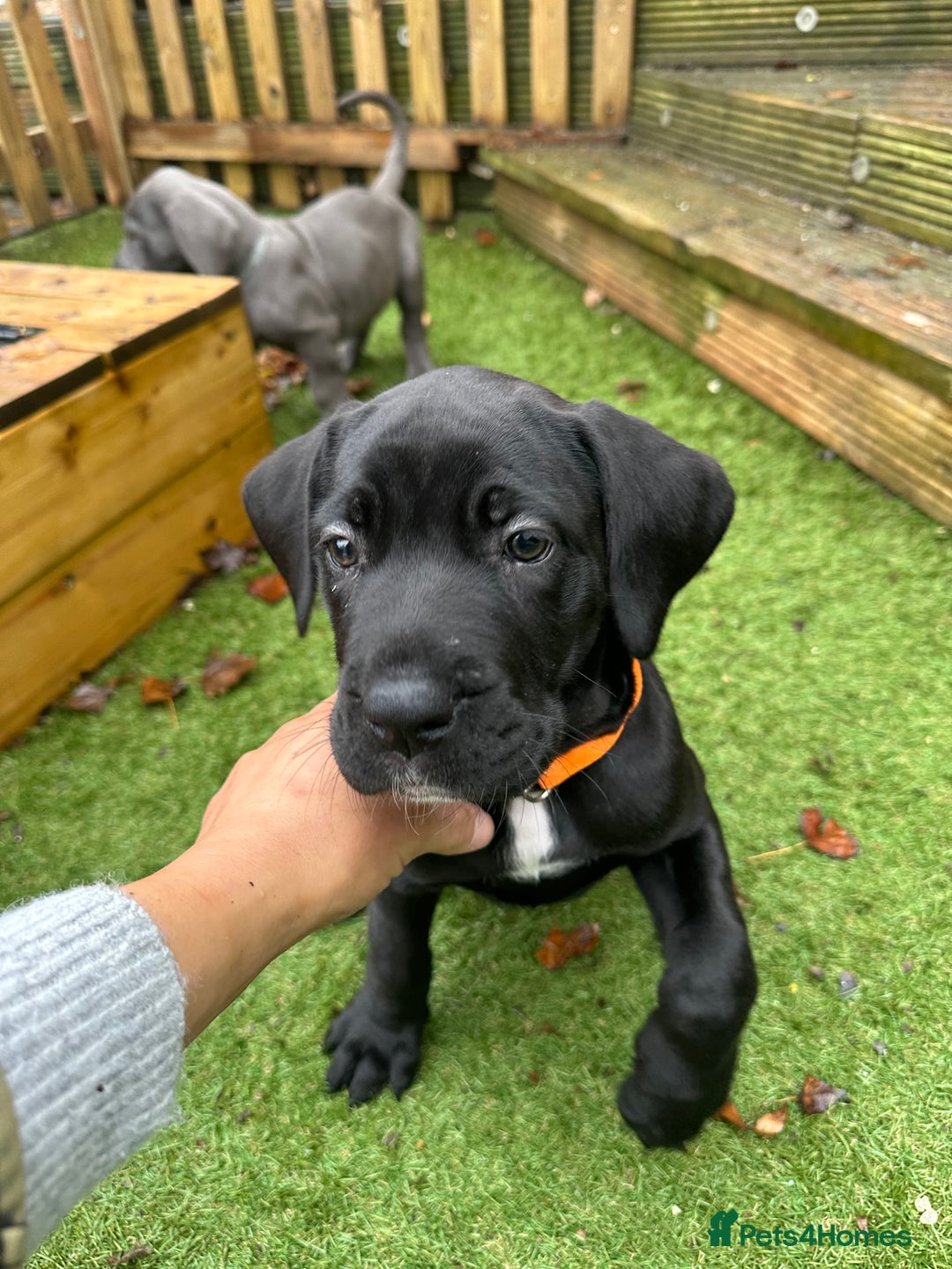 Mixed Breed dogs for sale: Cane corso/Great Dane puppies for sale ✨✨ - Image 24