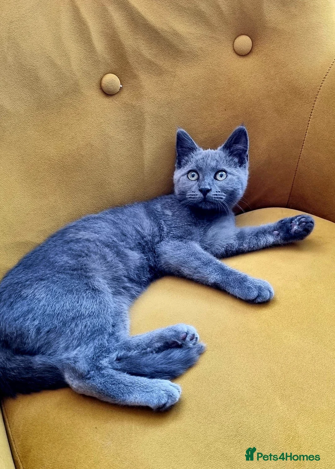 Russian Blue cats for sale: Gorgeous russian blue kitten for sale  - Advert 2