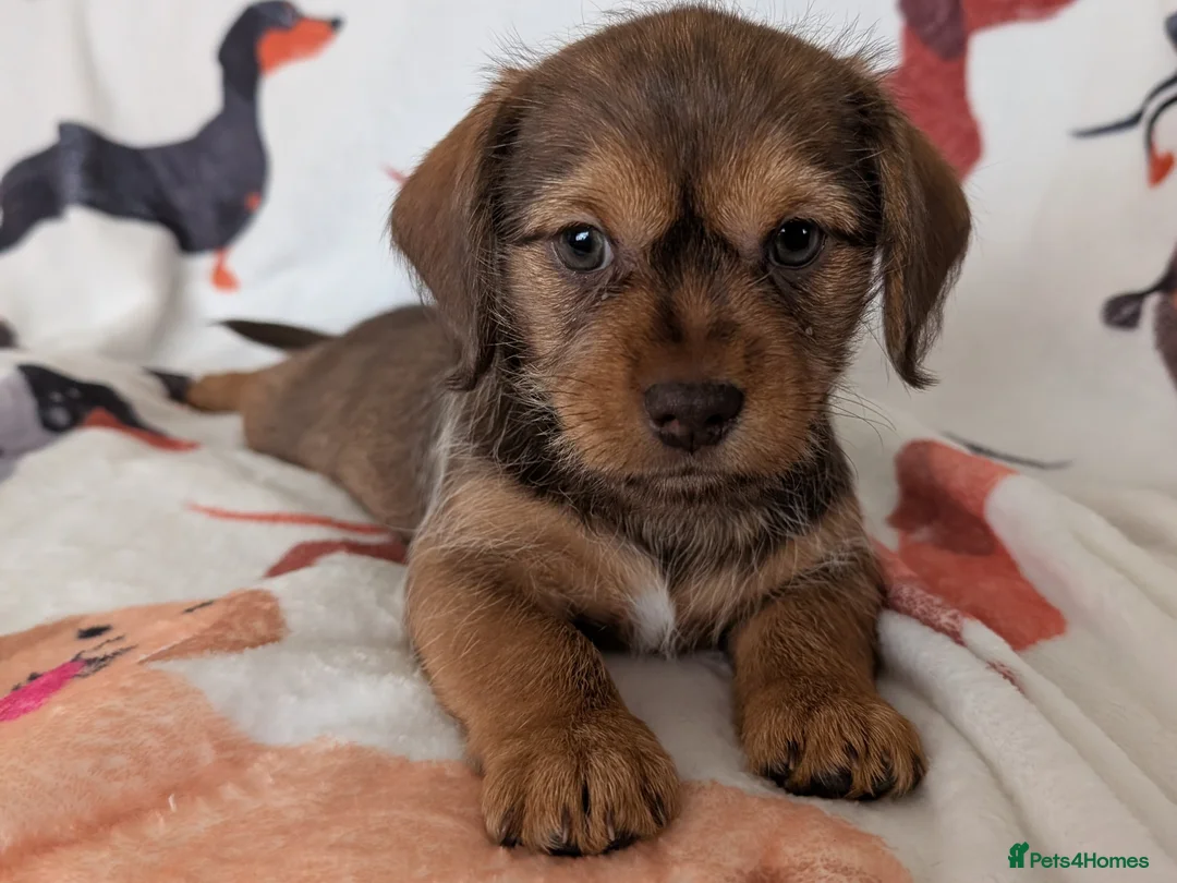 Mixed Breed dogs for sale: Miniature Dachshund/Shih Tzu (Schweenie) Puppies - Advert 1