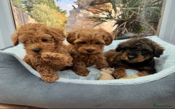 Schnoodle dogs for sale: Schnoodle puppies  - Advert 2