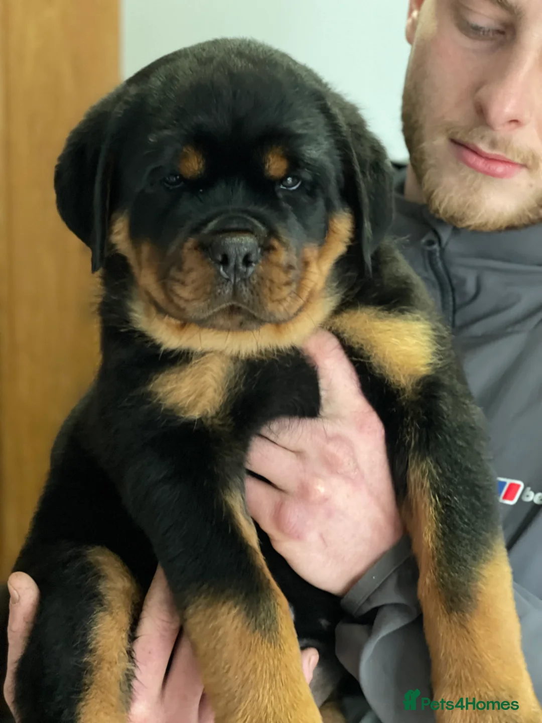Rottweiler dogs for stud: ABSOLUTELY BEAUTIFUL KC Health Tested *FOR STUD* in Mansfield - Advert 29
