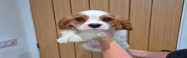 Cavalier King Charles Spaniel Puppy 1