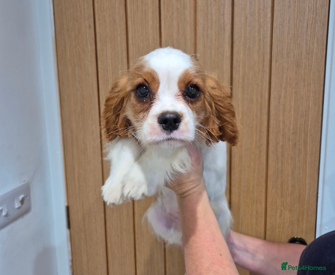 Cavalier King Charles Spaniel dogs for sale: KC Registered Cavaliers - Advert 4