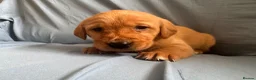 Goldador dogs for sale: READY! Fox Red Golden Retriever X Labrador pups 🧡 - Advert 12
