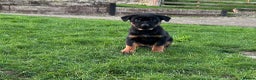 Mixed Breed dogs for sale: Huntaway X Puppies for Sale - Advert 10