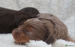 Cockapoo dogs for sale: The best cockapoos  - Image 23