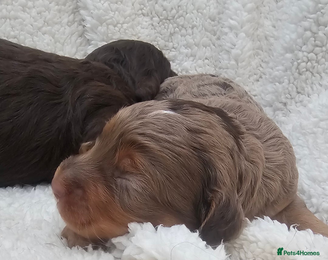 Cockapoo dogs for sale: The best cockapoos  - Image 23