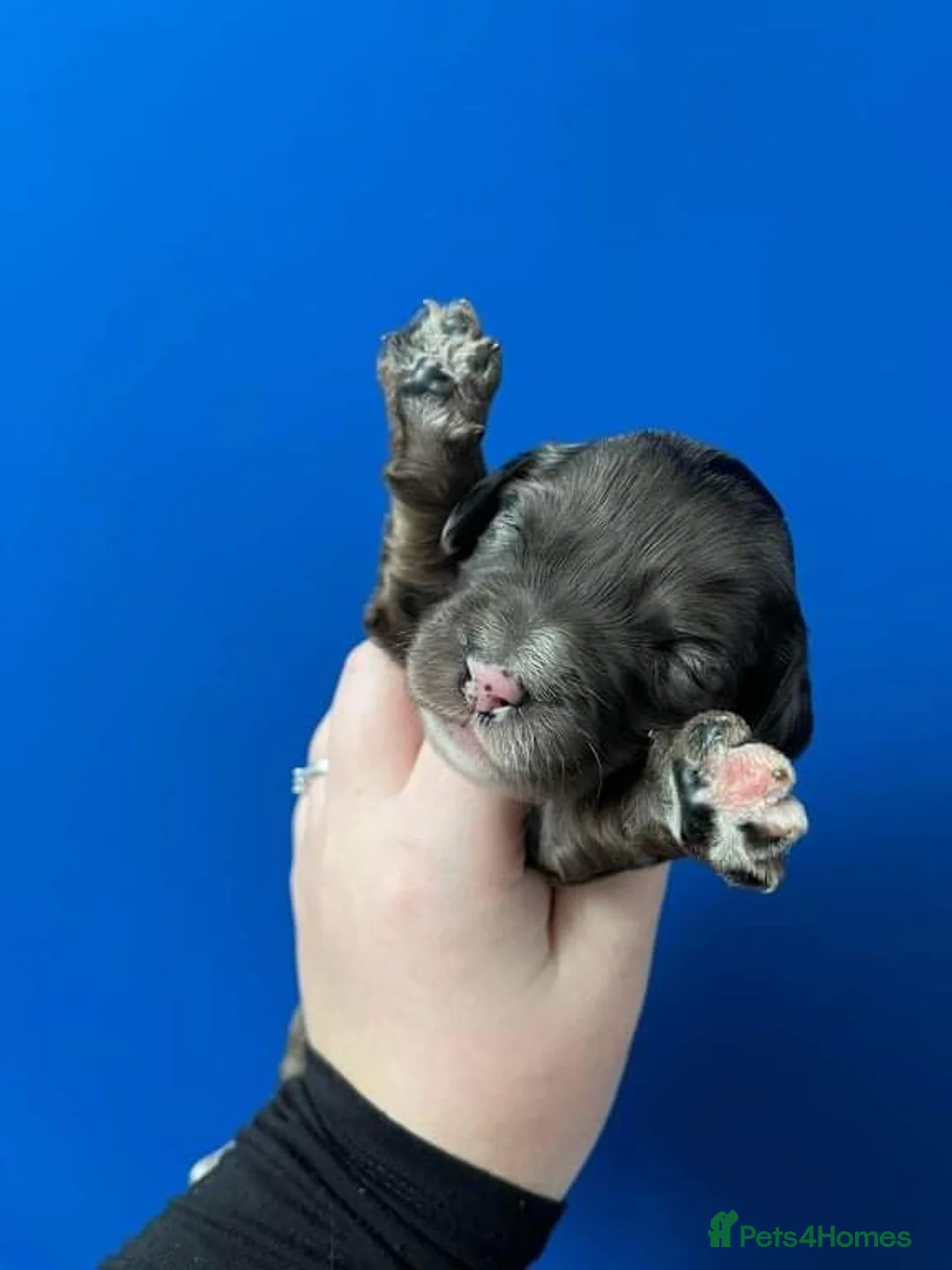 Poodle dogs for stud: Rare Blue Merle Phantom Poodle in Consett - Advert 8