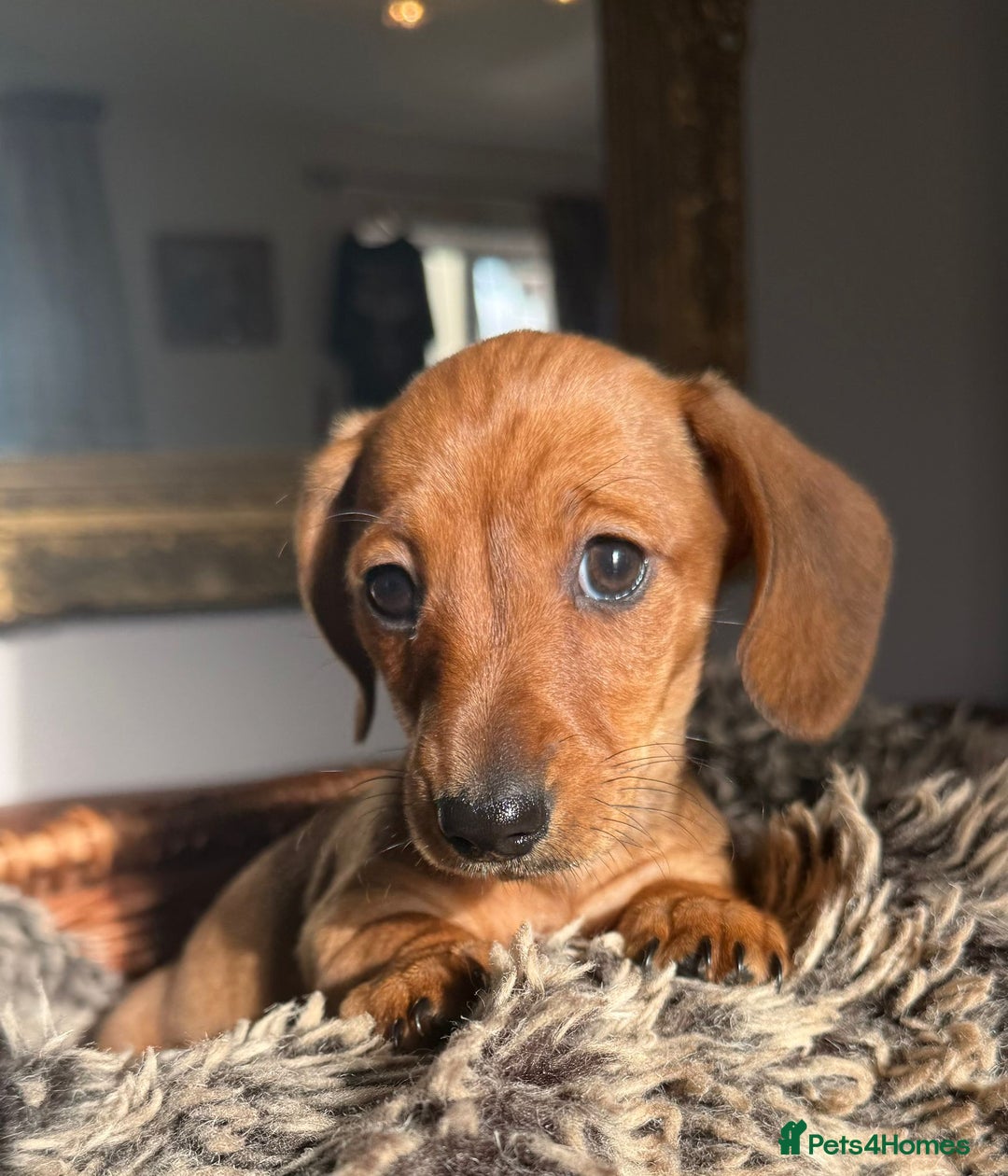 Miniature Dachshund dogs for sale: Beautiful Miniature Smooth Dachshunds  - Advert 12