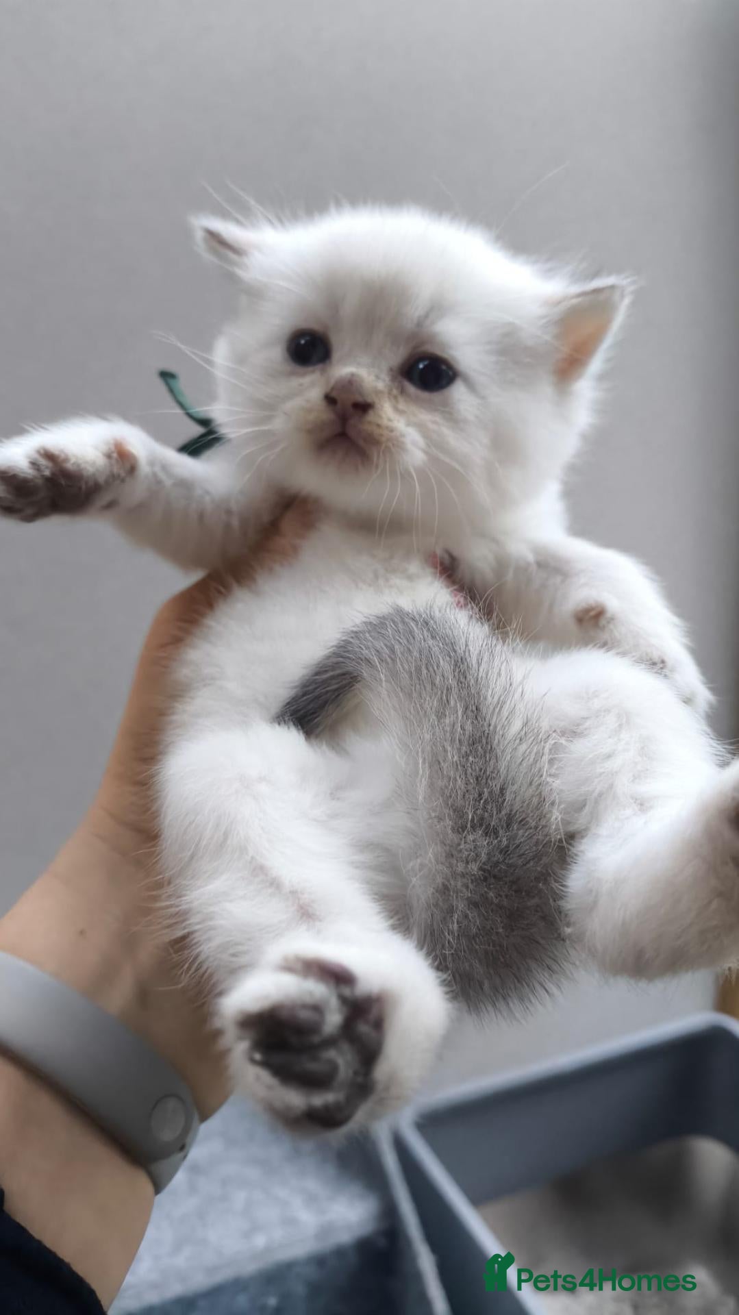 British Shorthair cats PURE-BSH kittens- TIKA registred - Advert 11
