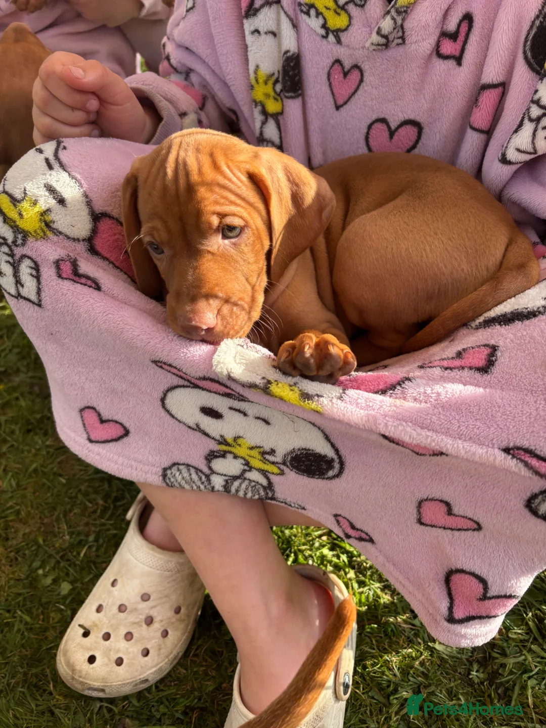 Hungarian Vizsla dogs for sale: KC REGISTERED VIZSLA PUPPIES  in Knutsford - Advert 16