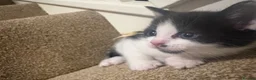 Mixed Breed cats for sale: Beautiful kittens🤍✨ - Advert 2