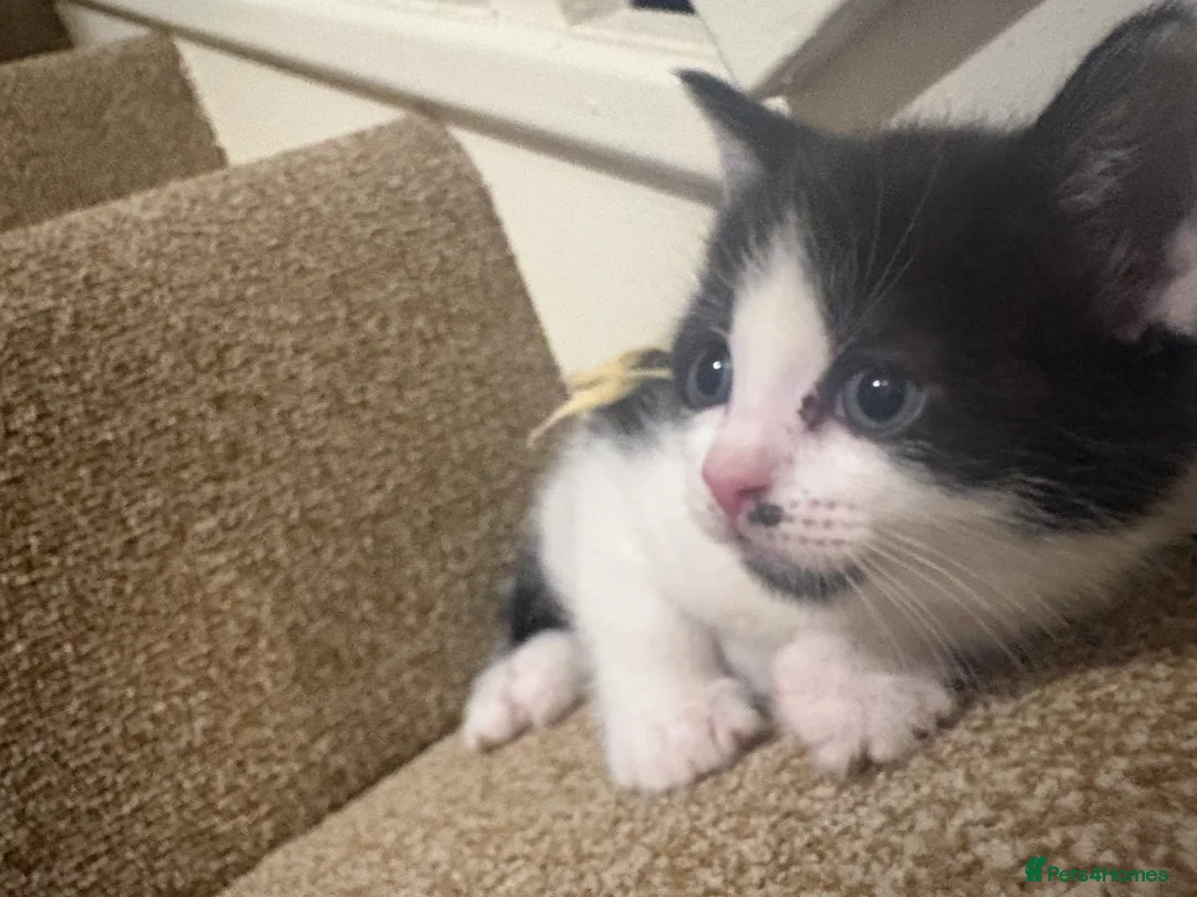 Mixed Breed cats for sale: Beautiful kittens🤍✨ - Advert 2