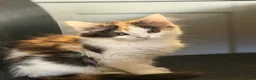Mixed Breed cats for sale: 🐾 2 Kittens for Sale – Male & Female, Ready Now - Advert 2