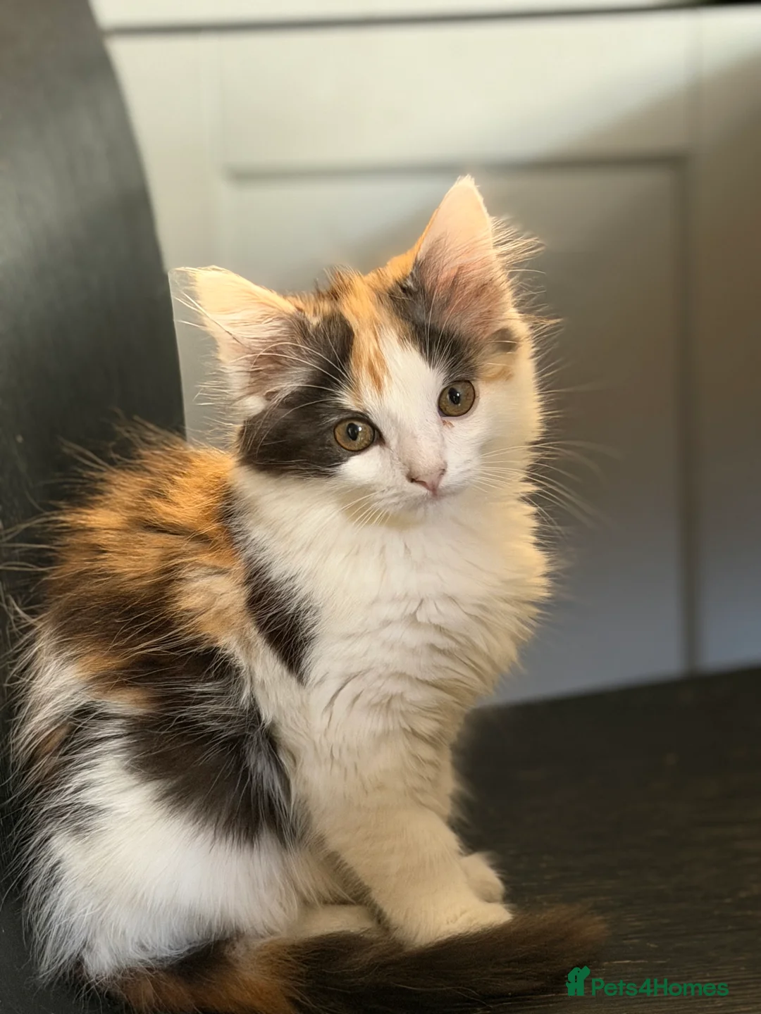 Mixed Breed cats for sale: 🐾 2 Kittens for Sale – Male & Female, Ready Now - Advert 2