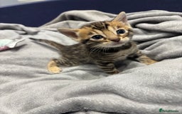 Bengal cats for sale: Amazing brown rosetted Bengal girl kittens - Image 4