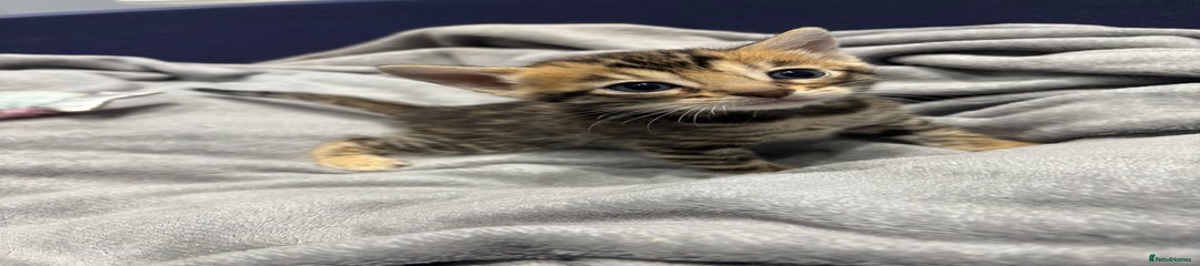 Bengal Kitten 4