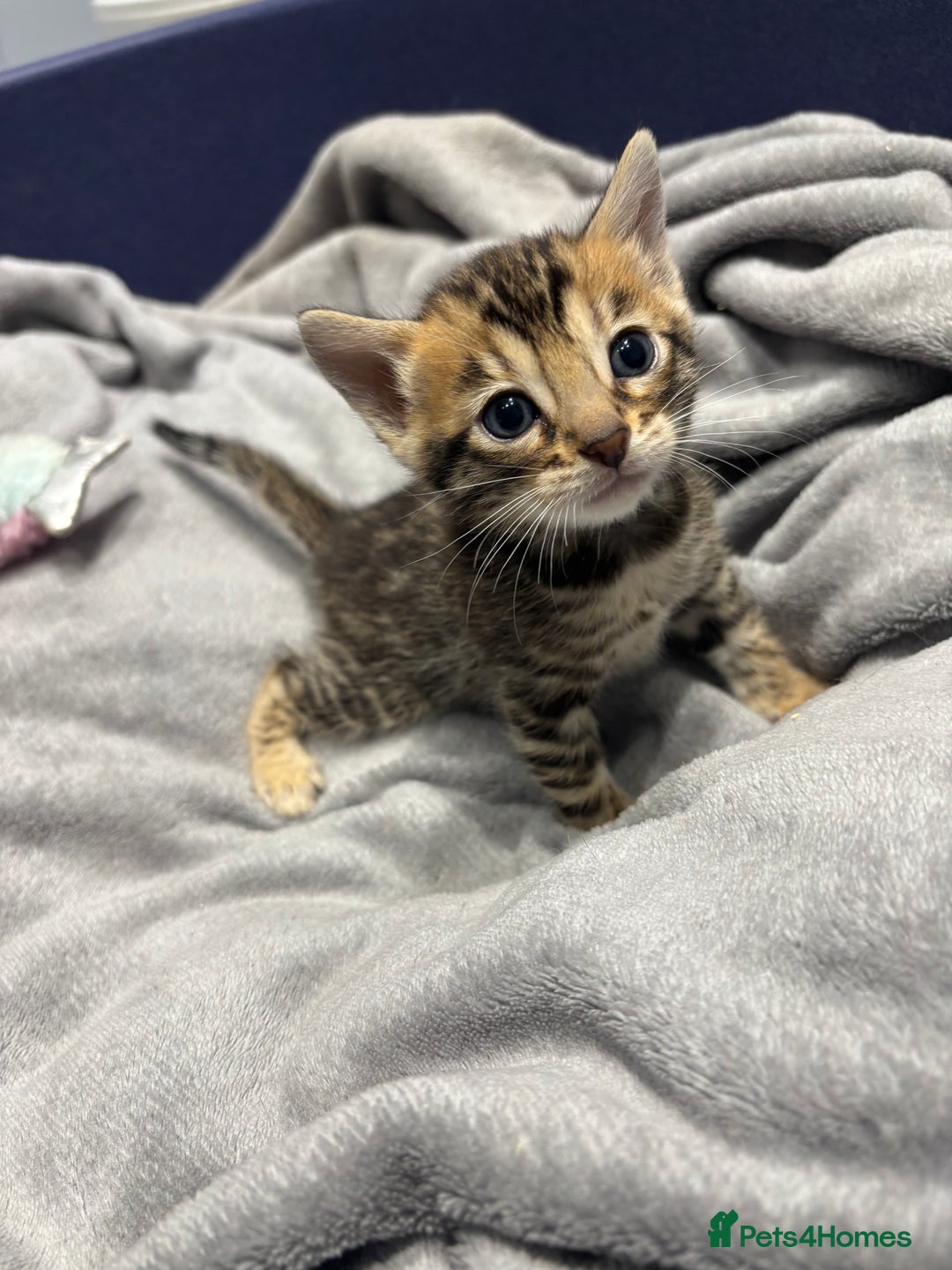 Bengal cats for sale: Amazing brown rosetted Bengal girl kittens - Image 4