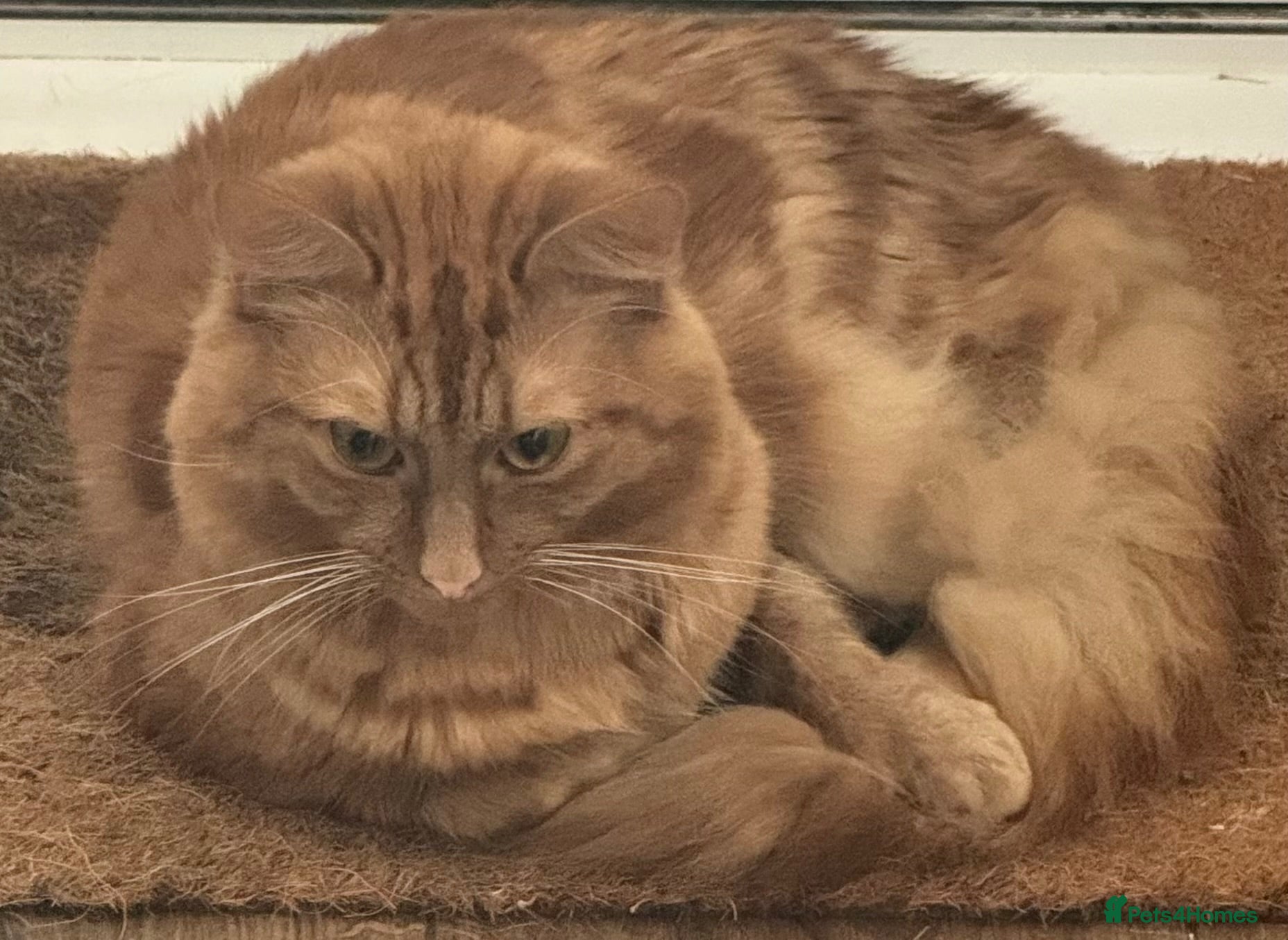 Mixed Breed cats Beautiful half Bengal and half moggy kittens - Advert 1