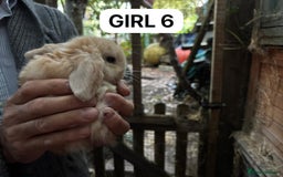 Mini Lop rabbits for sale: Friendly, Handled, Beautiful Baby Bunnies for Sale - Image 26