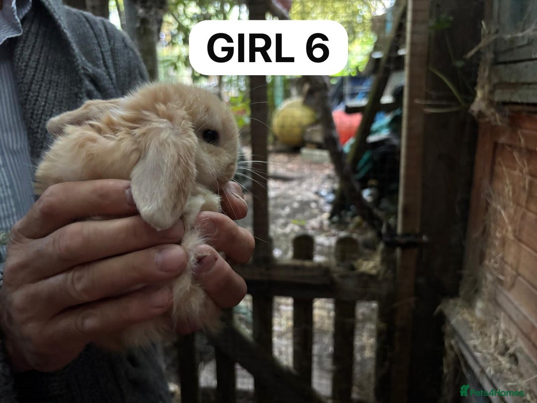 Mini Lop rabbits for sale: Friendly, Handled, Beautiful Baby Bunnies for Sale - Image 26