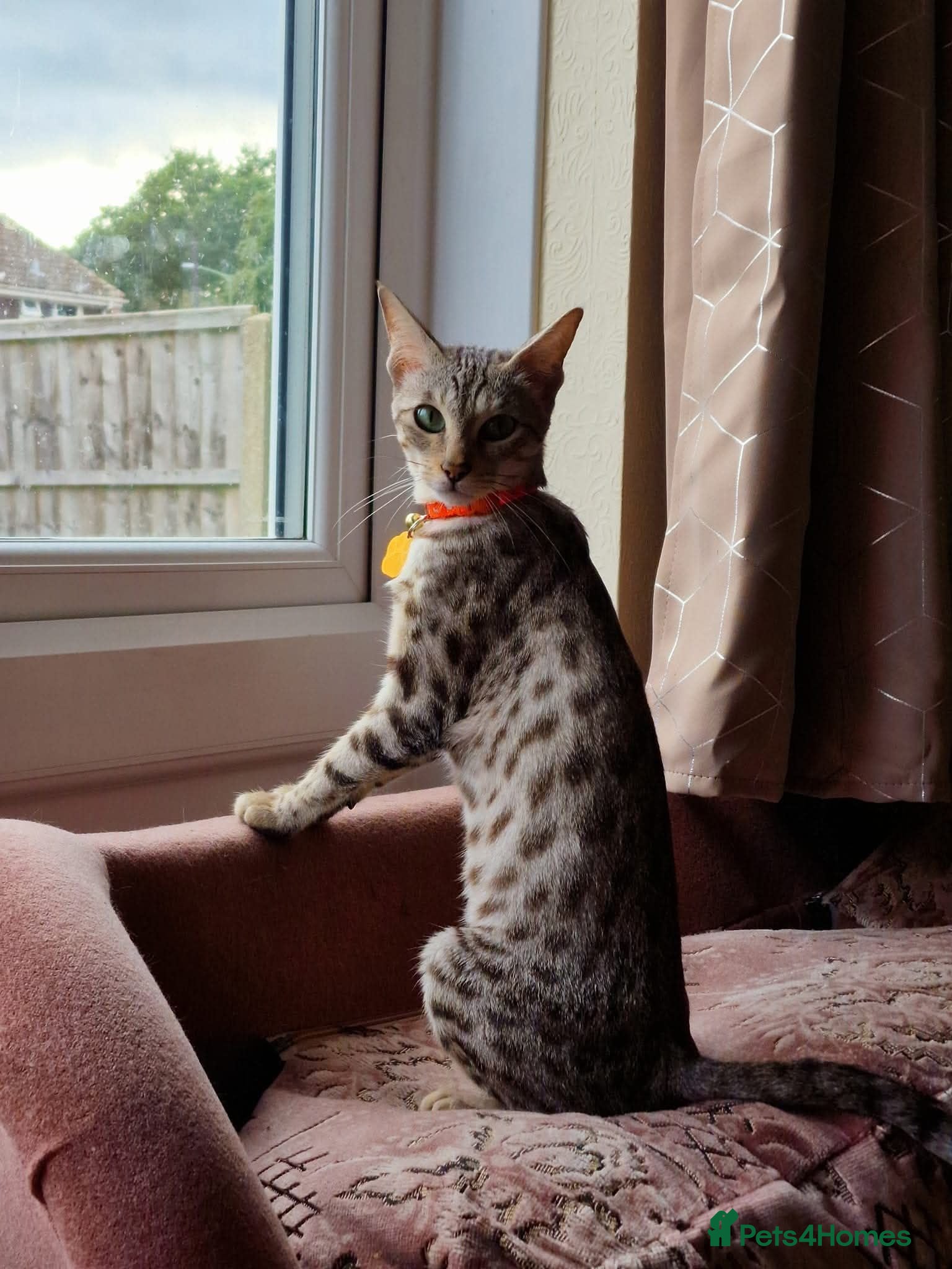 Savannah cats Beautiful female cat  - Advert 1