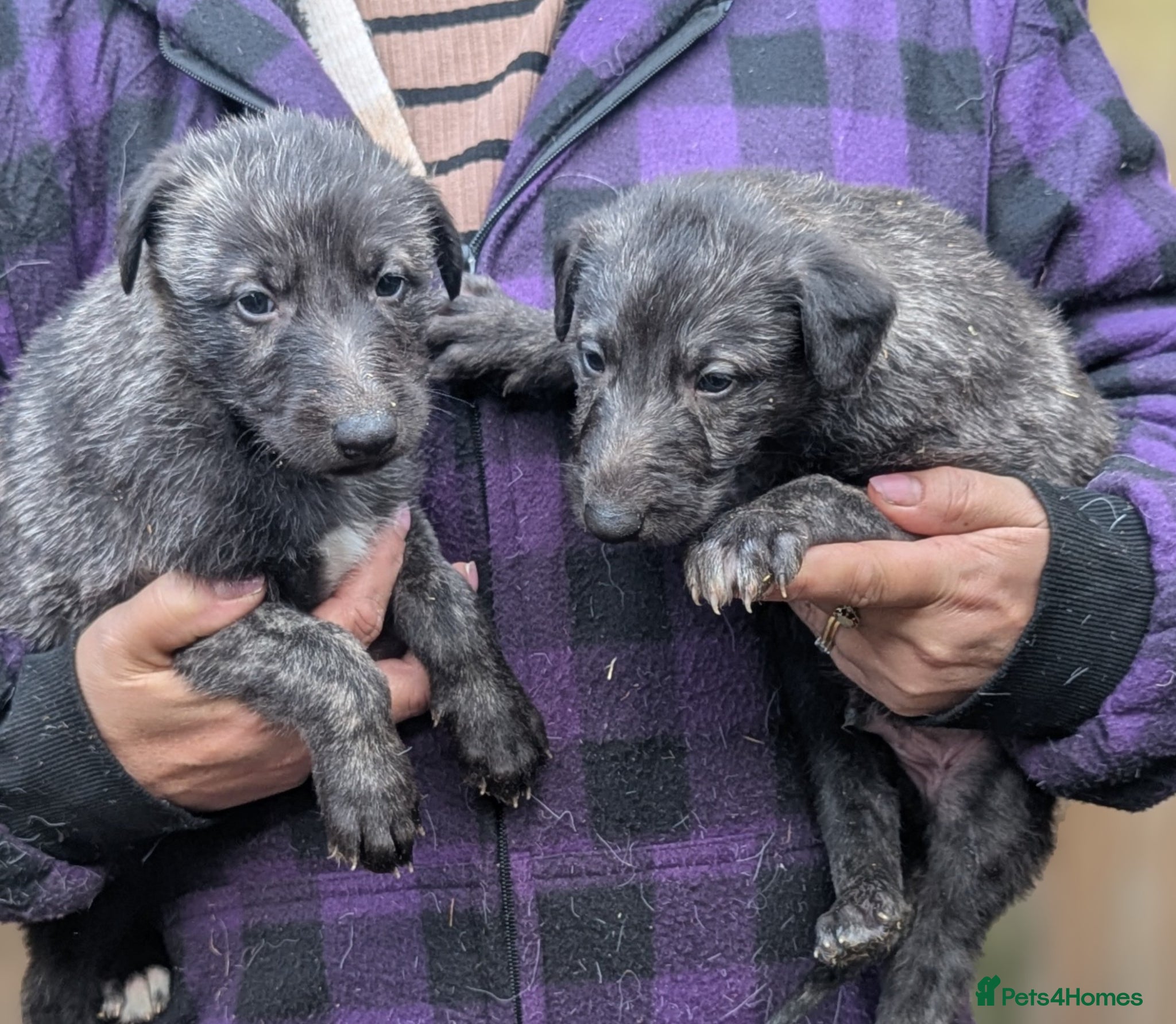 Deerhound dogs Scottish Deerhound Puppies  - Advert 7