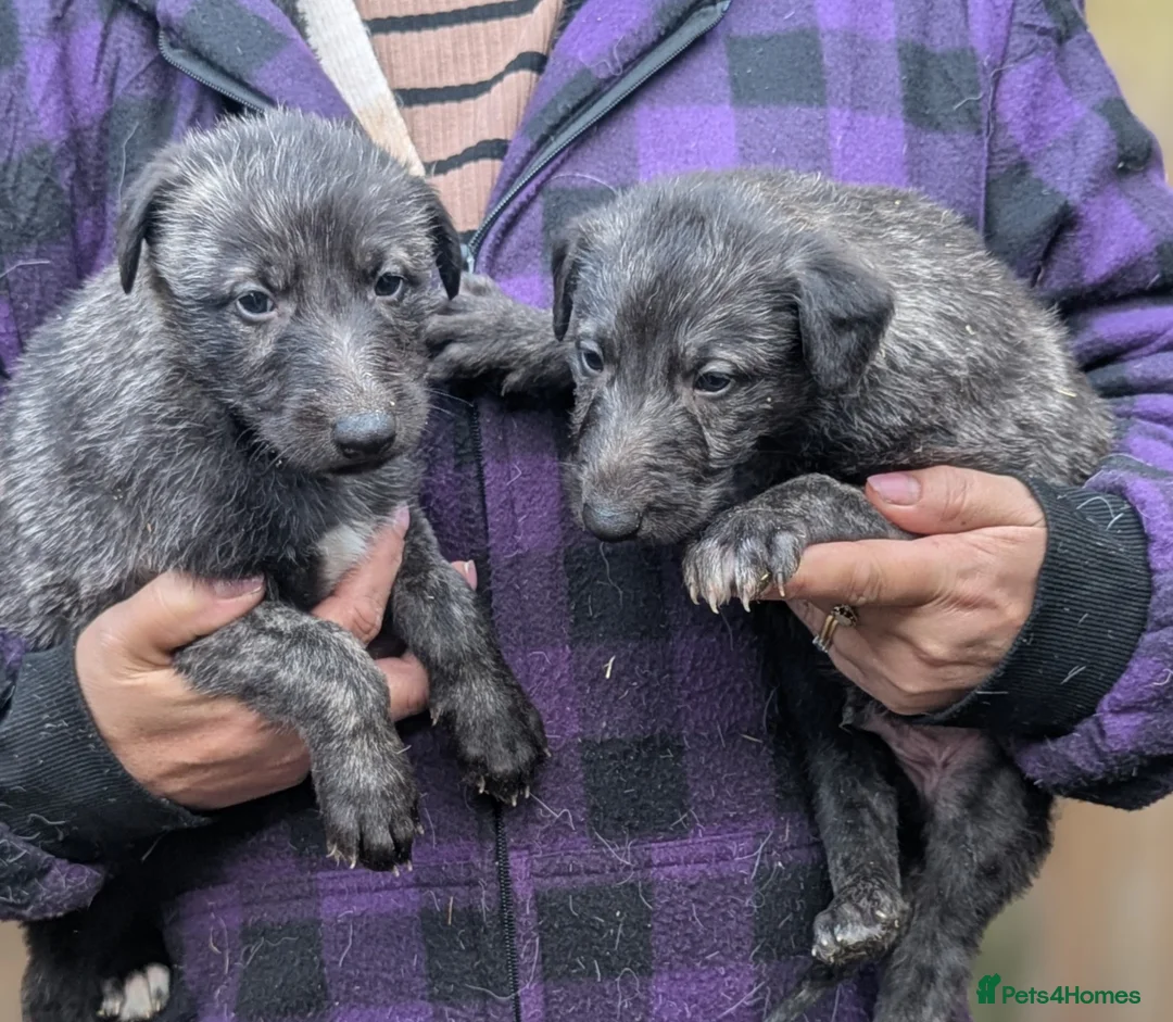 Deerhound dogs for sale: Scottish Deerhound Puppies  - Advert 1
