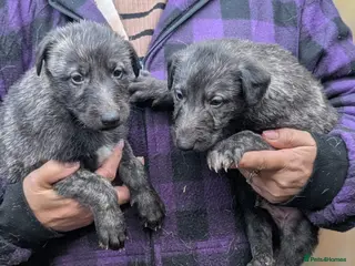 Deerhound dogs Scottish Deerhound Puppies - Advert 1