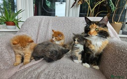 Maine Coon cats for sale: Maine Coon kittens available Chunky and confident - Image 20