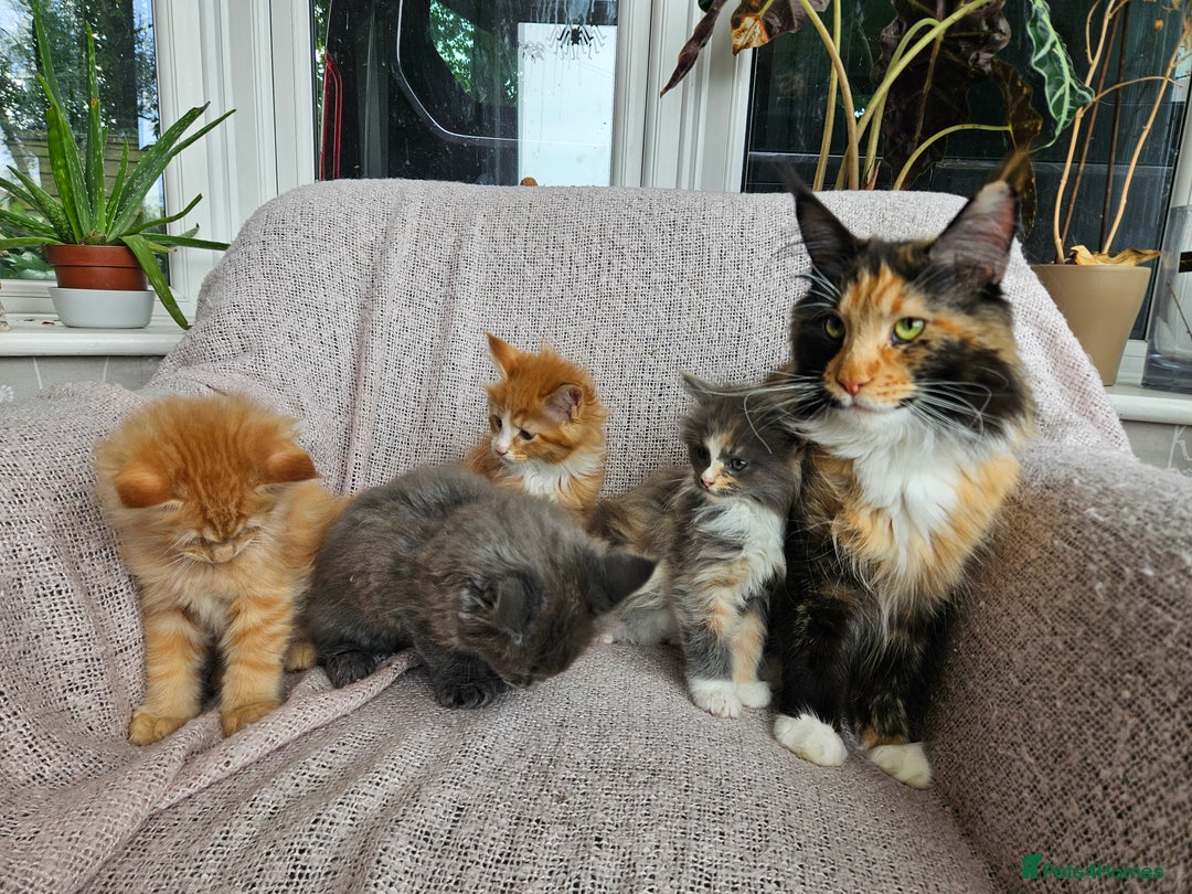 Maine Coon cats for sale: Maine Coon kittens available Chunky and confident - Image 20