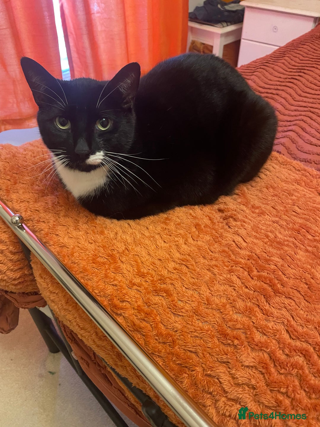 Mixed Breed cats for sale: 2 cats  - Advert 2