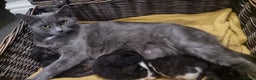 Mixed Breed cats for sale: Russian Blue mix kittens - Advert 2