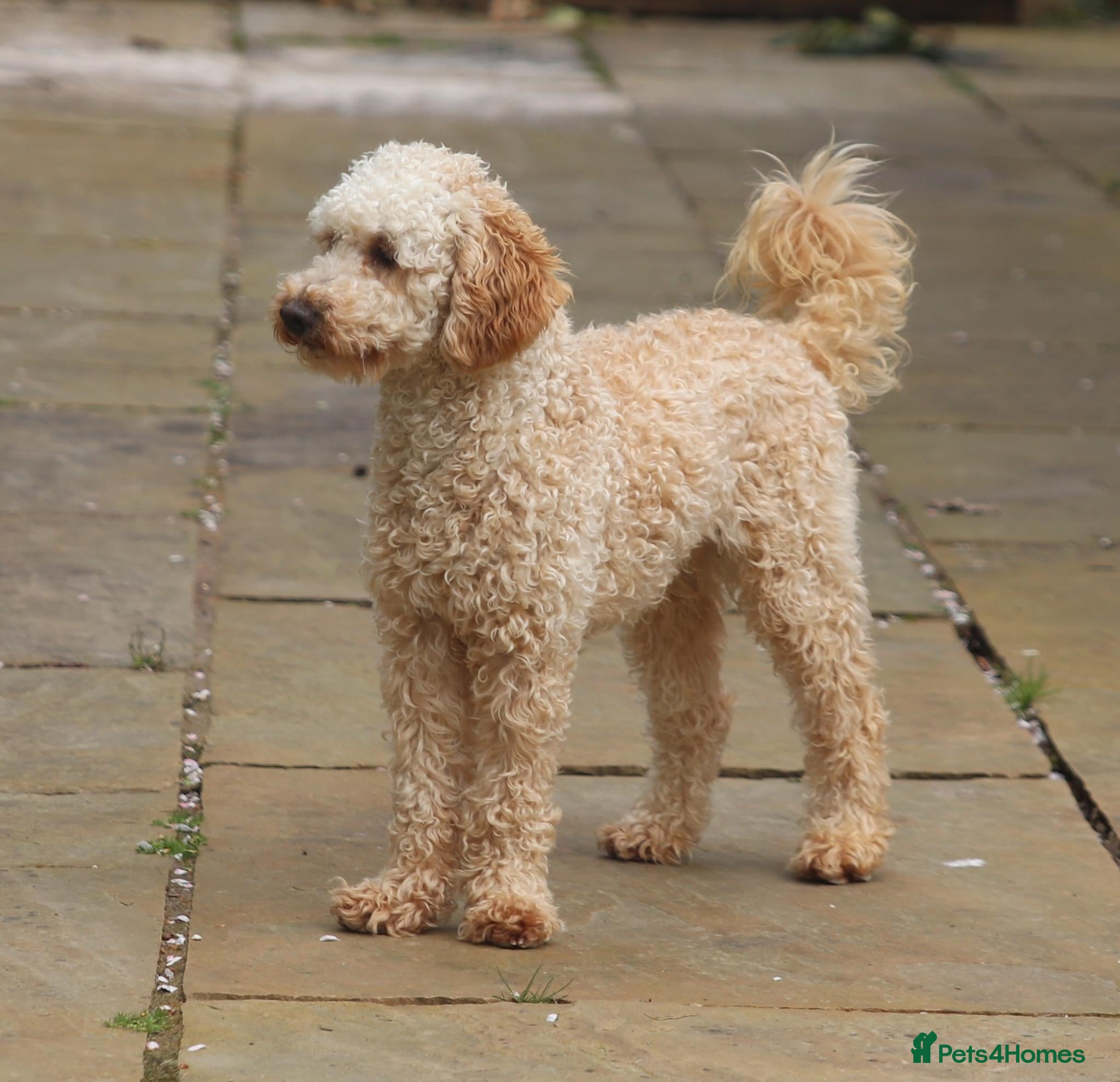 Cockapoo dogs for sale: Cockerpoo F1b puppies  in Hailsham - Advert 4