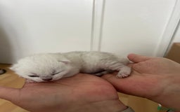 British Shorthair cats for sale: BSH Silver Tabby kittens for Sale! - Image 18