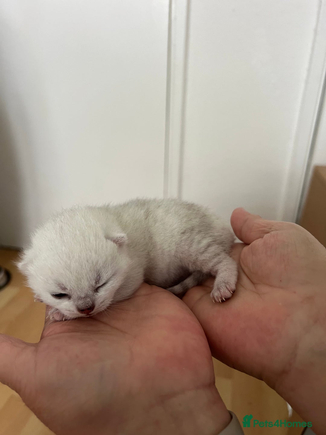 British Shorthair cats for sale: BSH Silver Tabby kittens for Sale! - Image 18