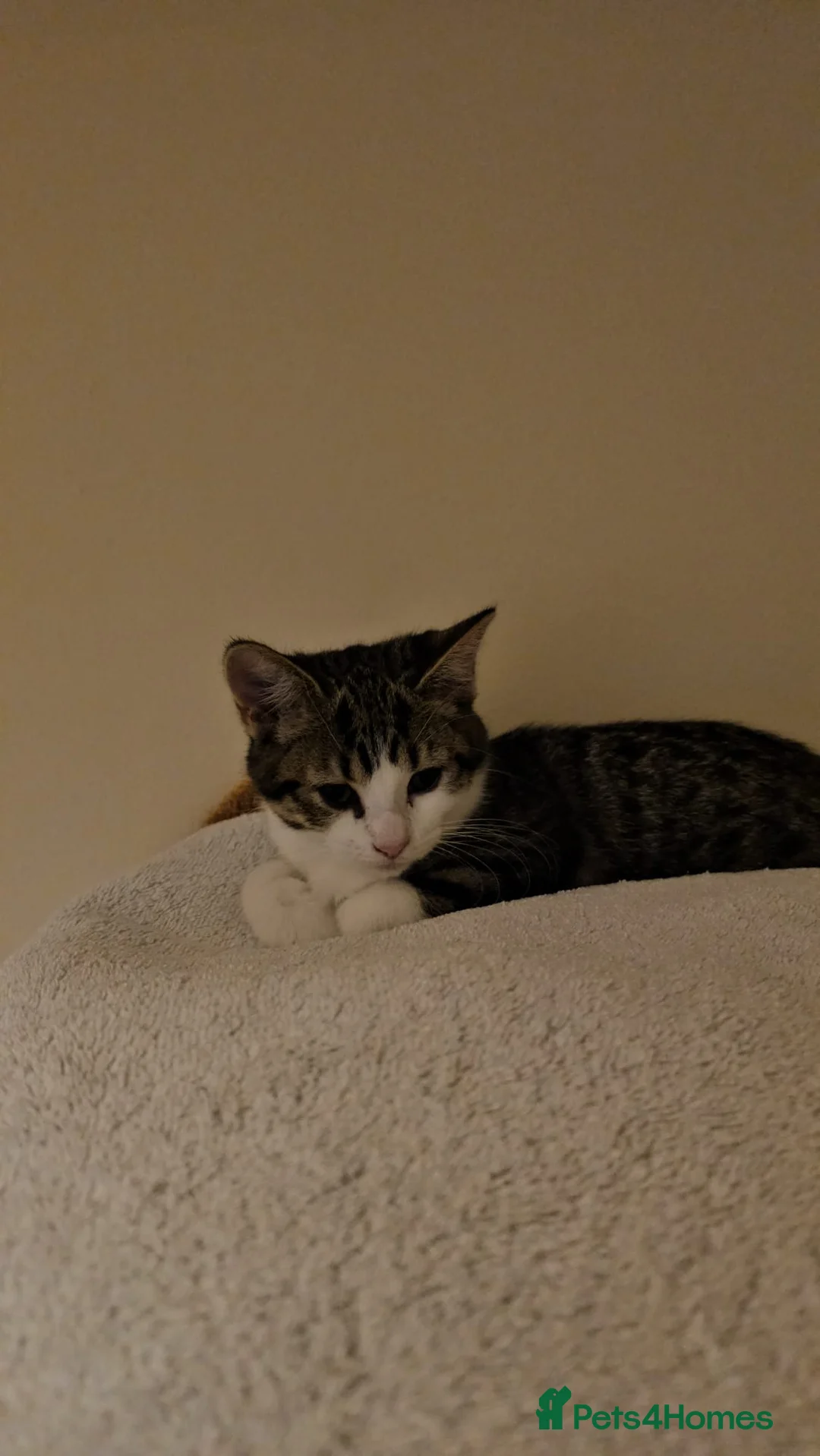 Mixed Breed cats for adoption: A pair of bonded rescue kittens need home to share - Advert 2