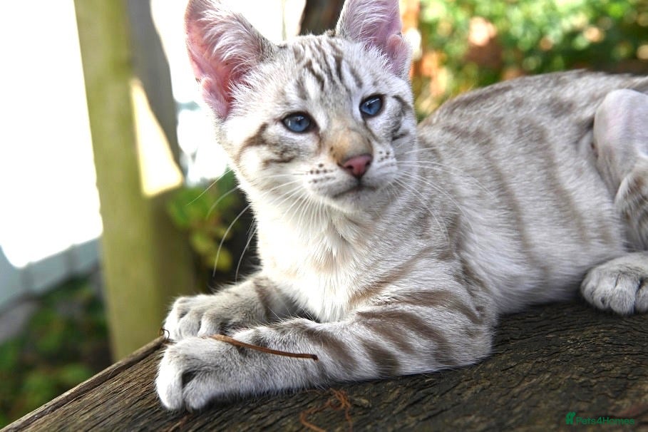 Keetso cats Polydactyl slight curl eared snow leopard boy  - Advert 2