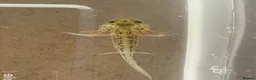 Axolotl reptiles for sale: Axolotl  - Advert 1